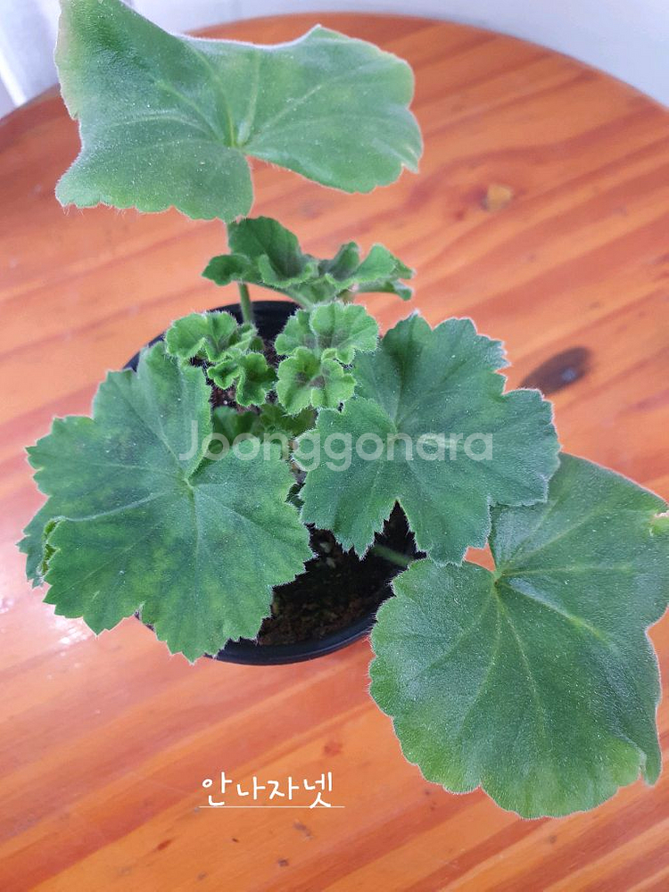 제라늄 3종 안나자넷 꽃대있음,홍옹주,프린센스 필라파--4
