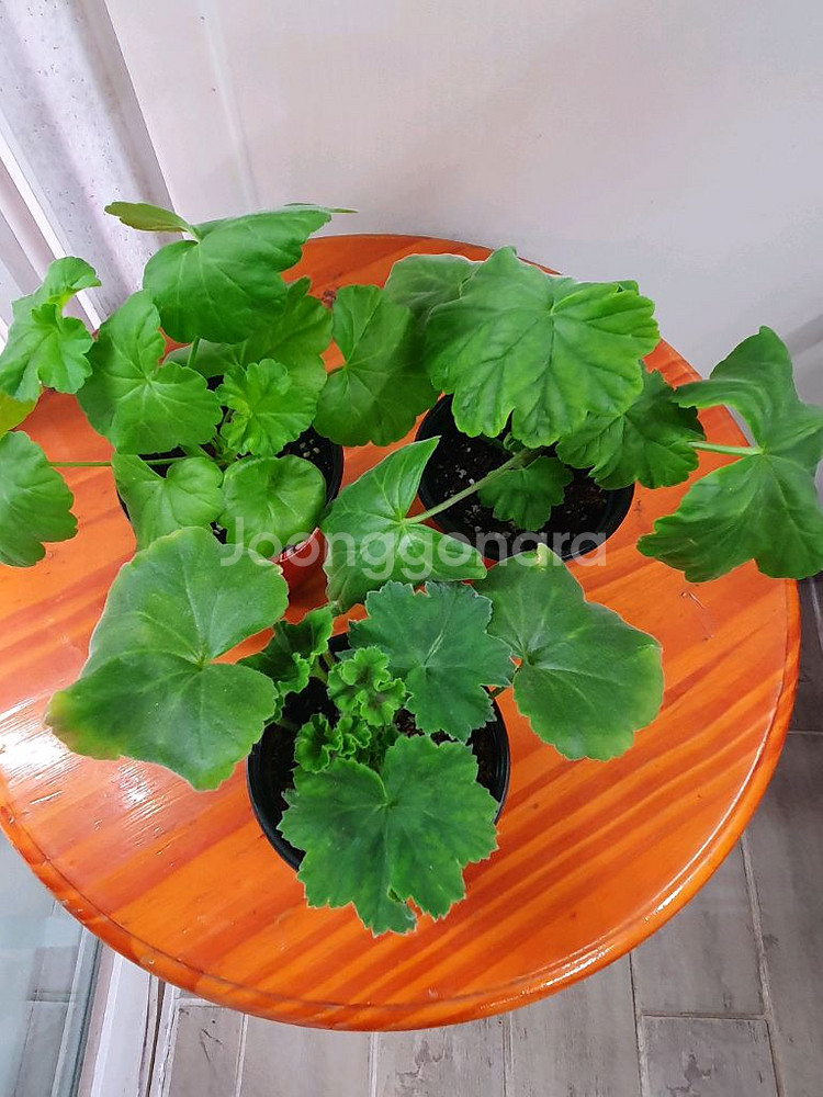 제라늄 3종 안나자넷 꽃대있음,홍옹주,프린센스 필라파--3