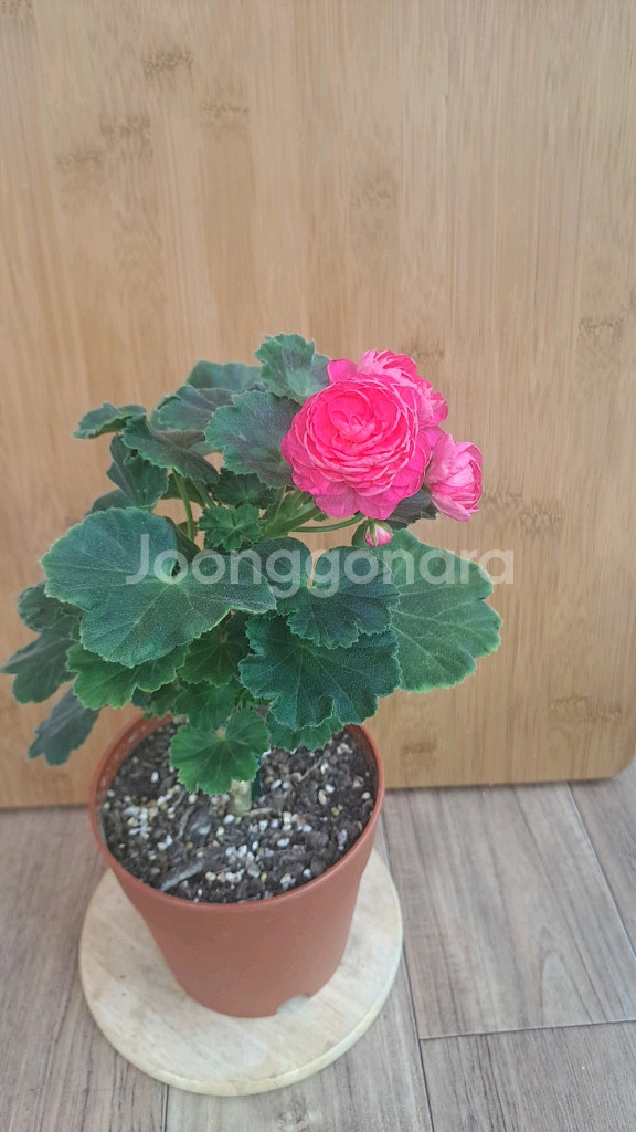 다이너스티다지 중국 제라늄 중품 분양합니다--0