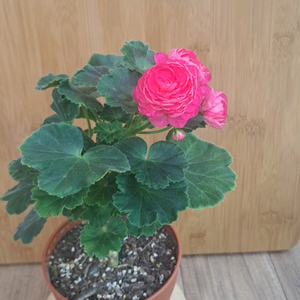 다이너스티다지 중국 제라늄 중품 분양합니다