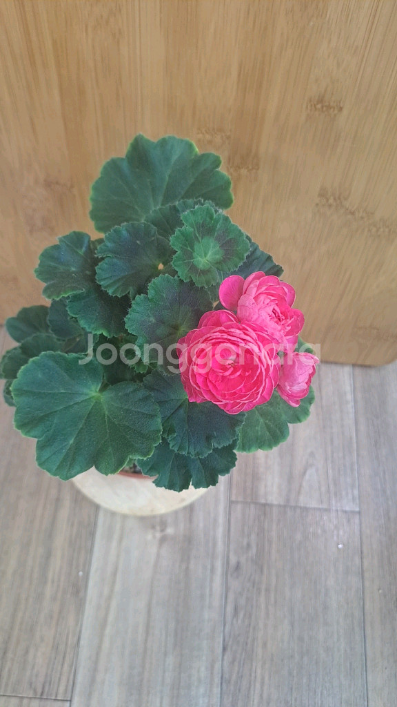 다이너스티다지 중국 제라늄 중품 분양합니다--1