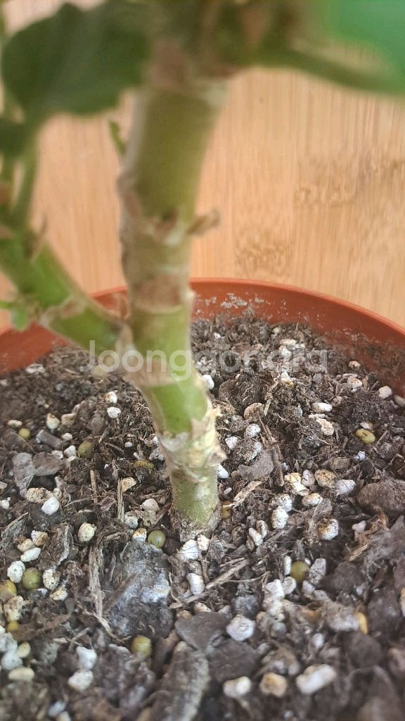 다이너스티다지 중국 제라늄 중품 분양합니다--2