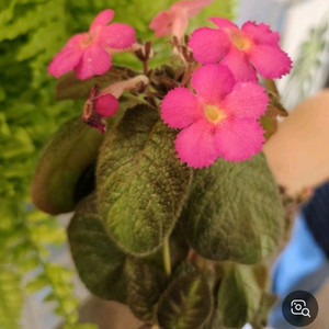 (식물/꽃)에피스시아 핑크팬더