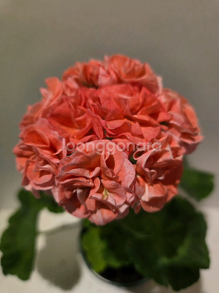 제라늄Yuz어텀브리즈(유미님)--0