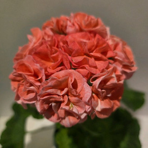 제라늄Yuz어텀브리즈(유미님)