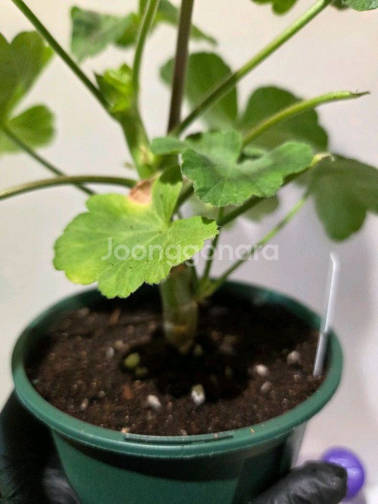 제라늄Yuz어텀브리즈(유미님)--2