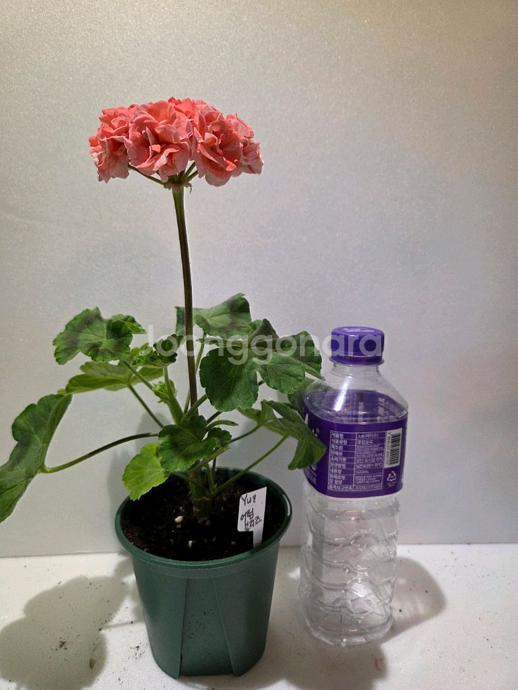 제라늄Yuz어텀브리즈(유미님)--1