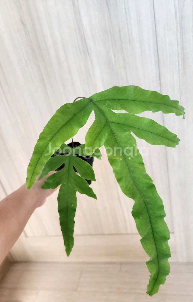 대왕토끼발고사리--1