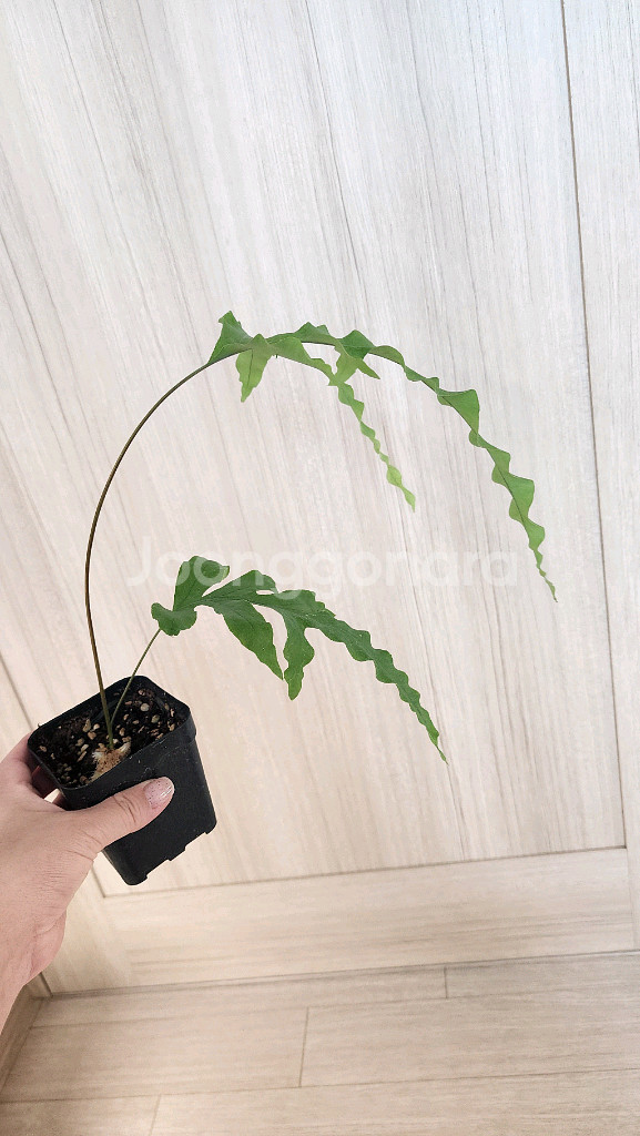 대왕토끼발고사리--0