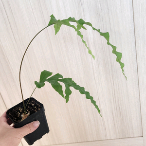 대왕토끼발고사리