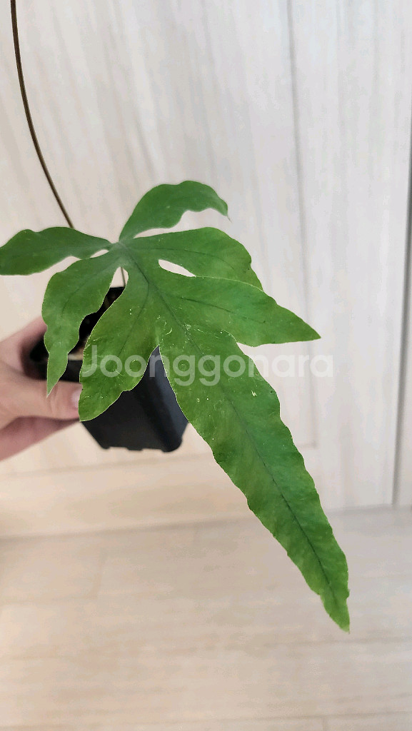 대왕토끼발고사리--2