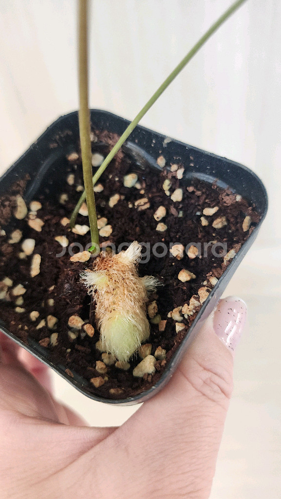 대왕토끼발고사리--3