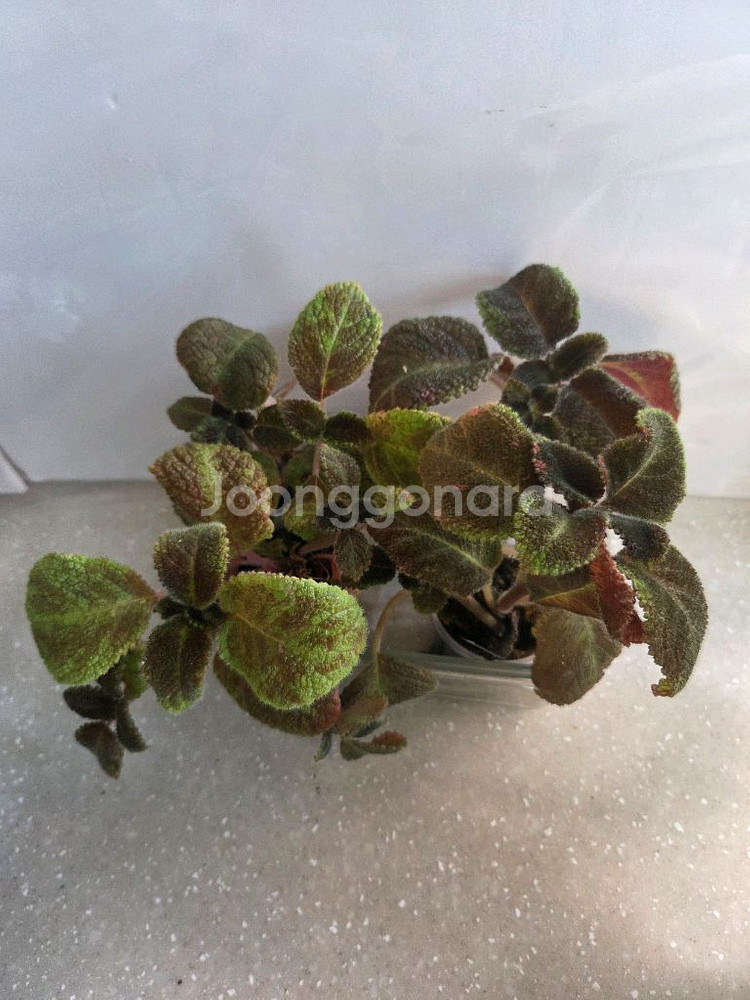 에피스시아 에머랄드벨벳 4종 판매--0