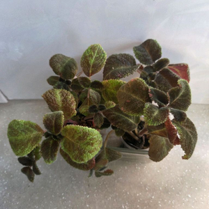 에피스시아 에머랄드벨벳 4종 판매