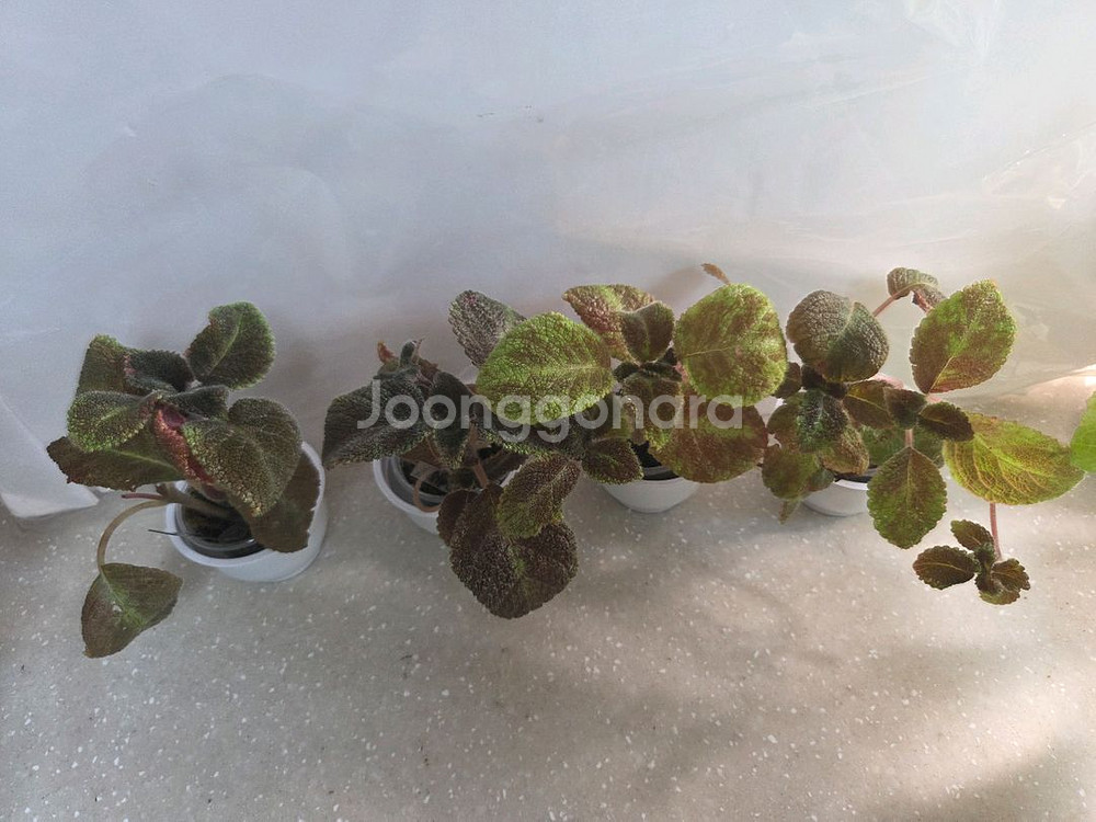 에피스시아 에머랄드벨벳 4종 판매--1