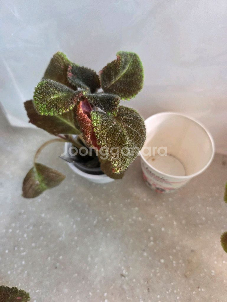 에피스시아 에머랄드벨벳 4종 판매--3