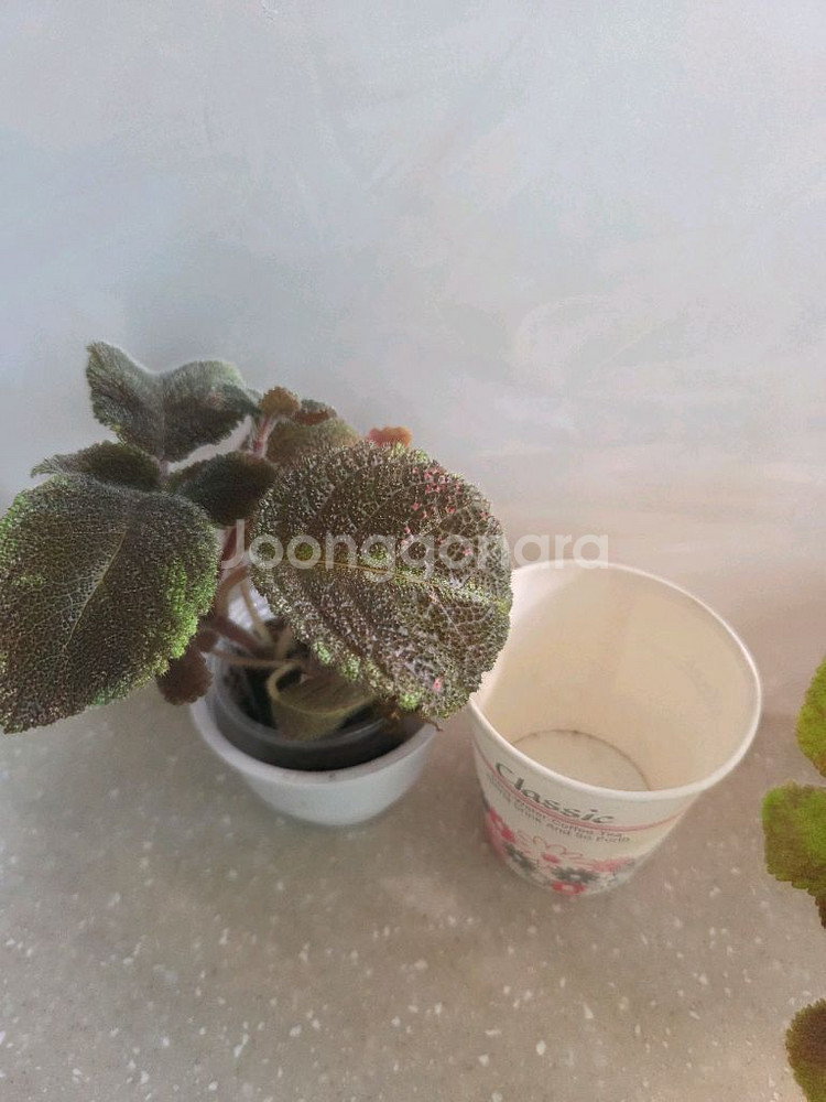 에피스시아 에머랄드벨벳 4종 판매--4