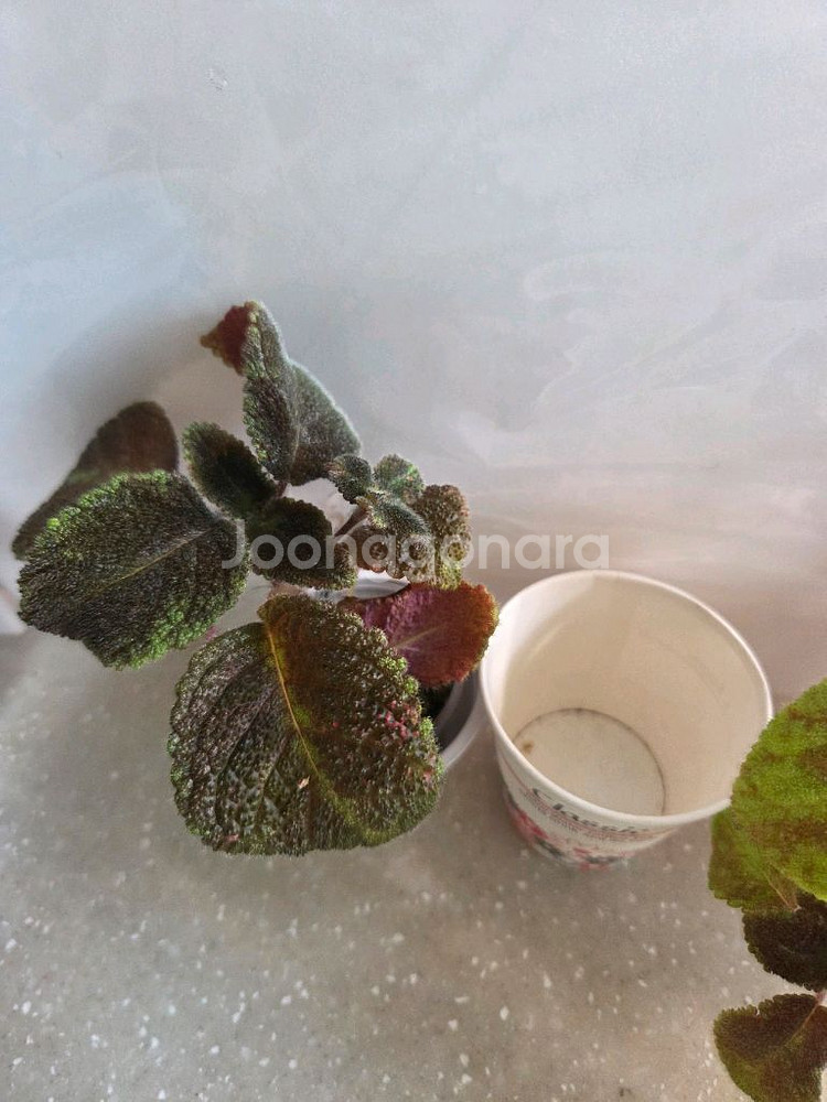 에피스시아 에머랄드벨벳 4종 판매--5