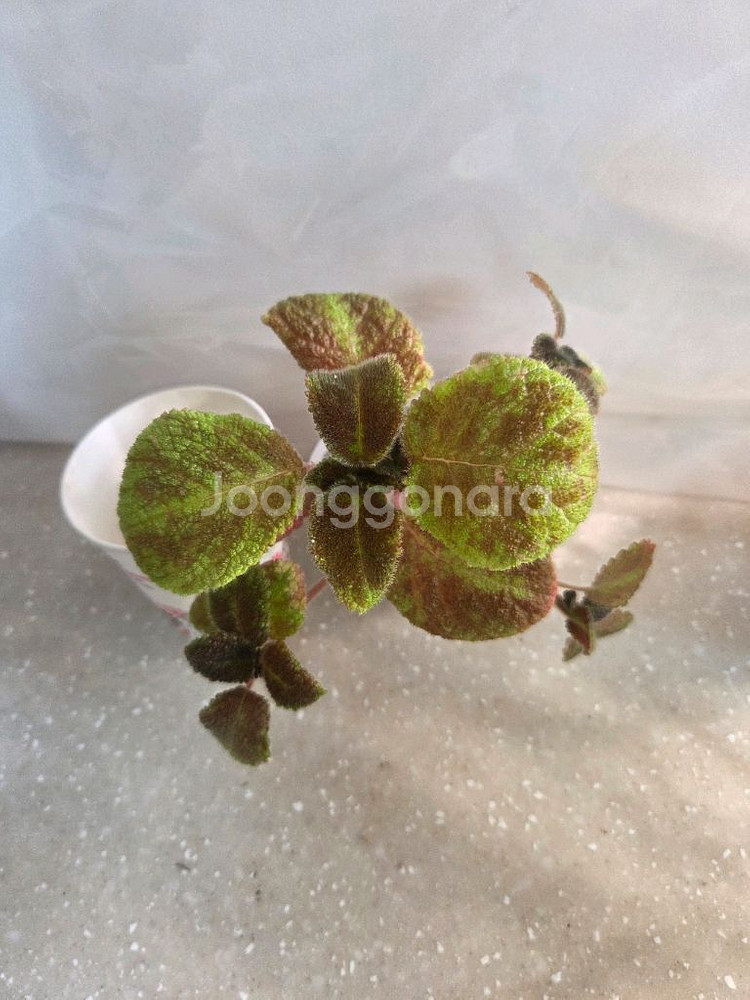 에피스시아 에머랄드벨벳 4종 판매--7