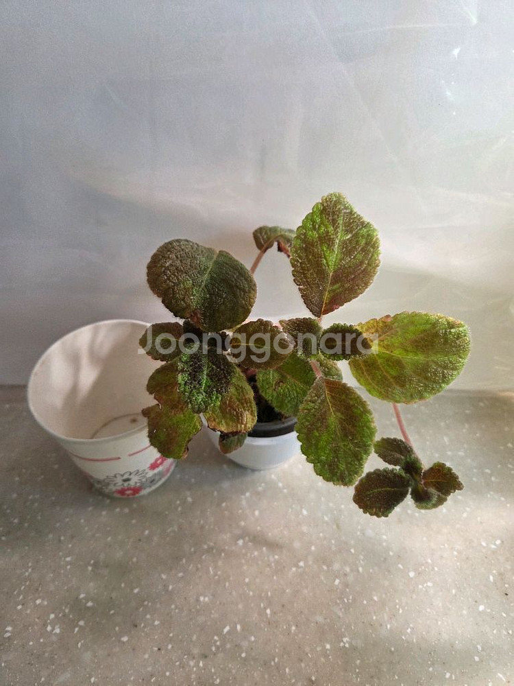 에피스시아 에머랄드벨벳 4종 판매--8