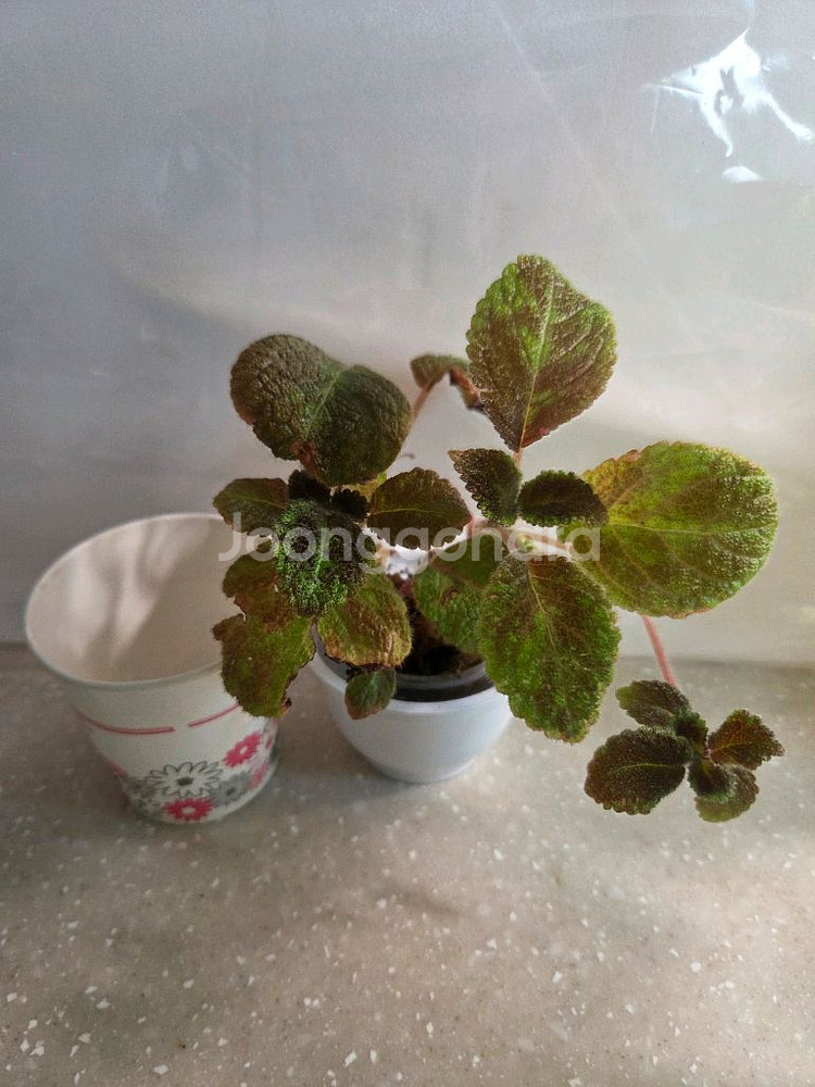 에피스시아 에머랄드벨벳 4종 판매--9