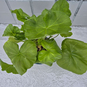 제라늄 봄노을 12호