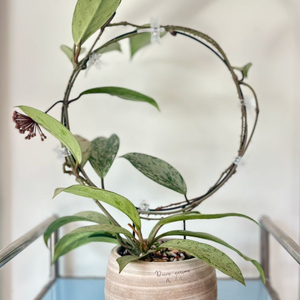 호야 핑크고스트 + 두갸르송 회오리팟