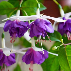 (식물/꽃)후쿠시아 블루엔젤