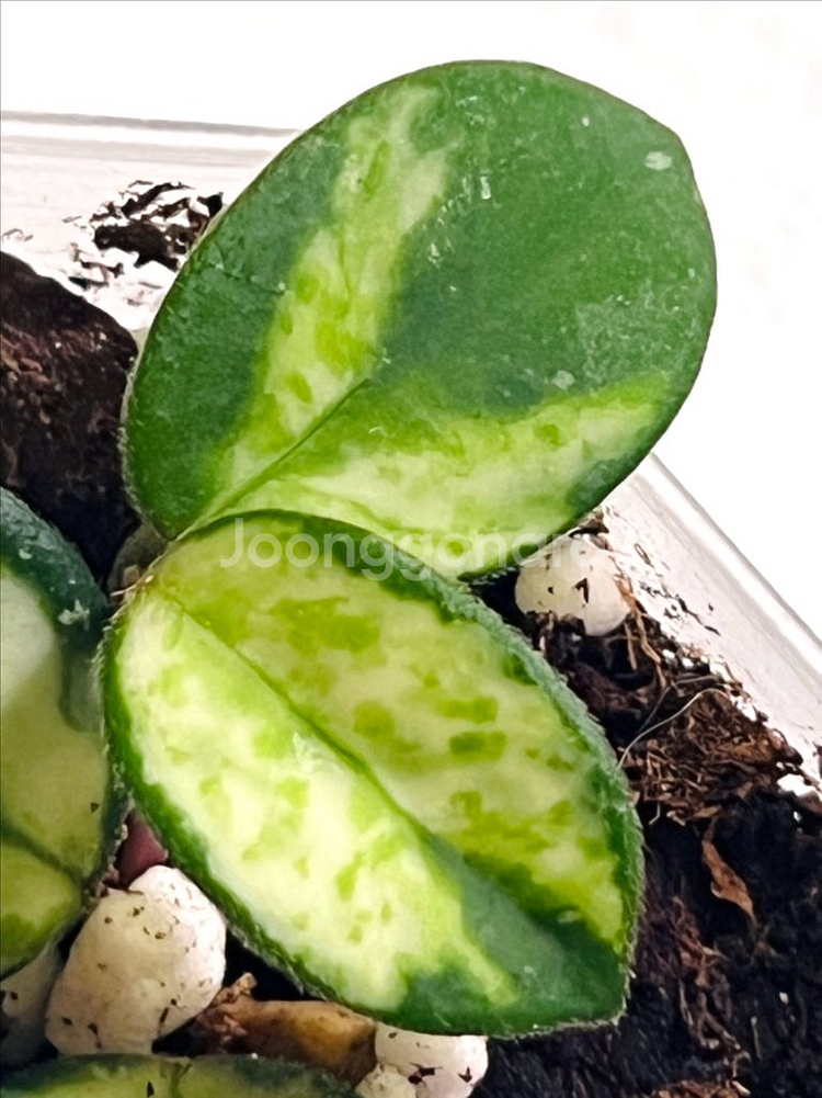 호야 마틸드 바리에가타--2