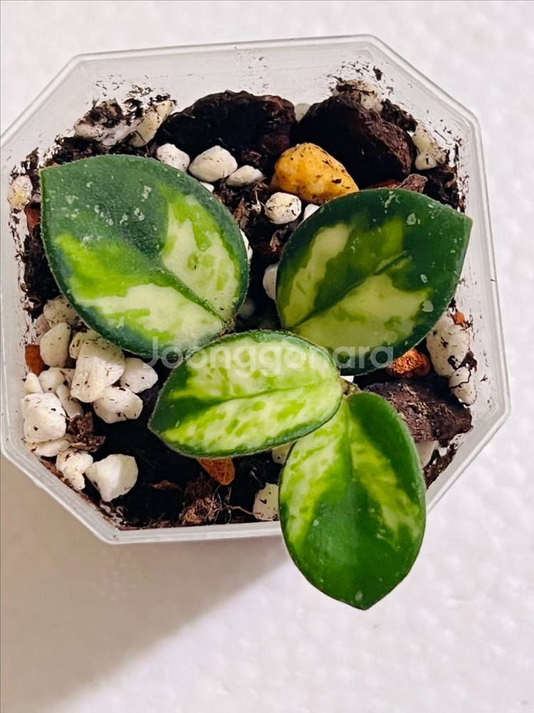 호야 마틸드 바리에가타--1