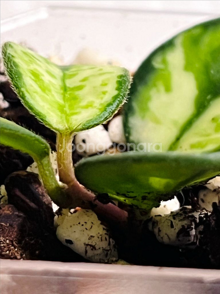 호야 마틸드 바리에가타--3