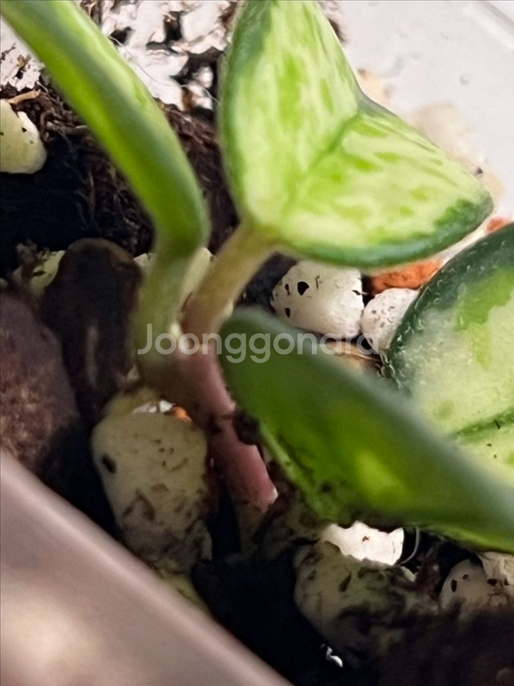 호야 마틸드 바리에가타--4