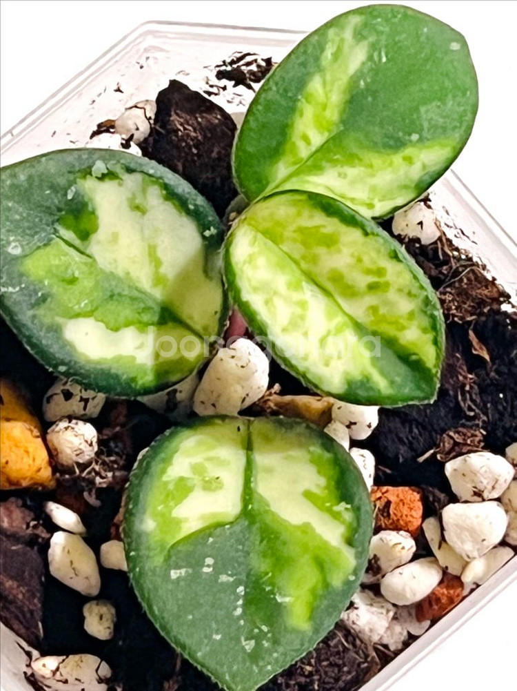 호야 마틸드 바리에가타--0