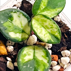 호야 마틸드 바리에가타