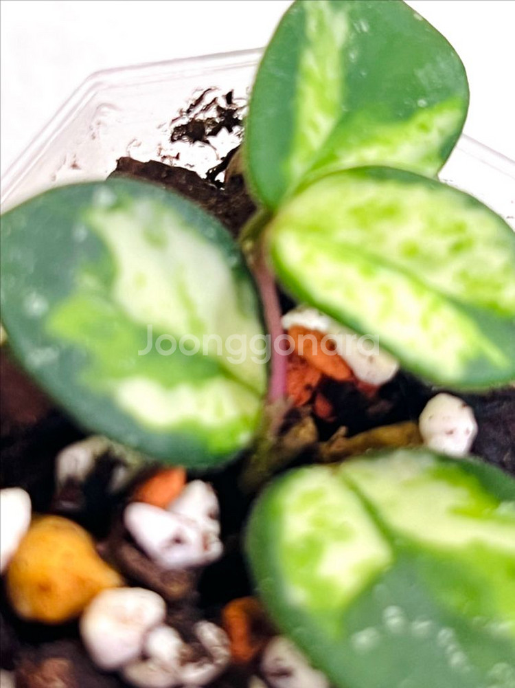 호야 마틸드 바리에가타--5