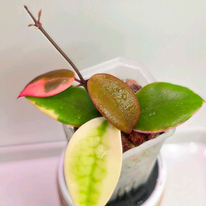 호야 할로필라알보