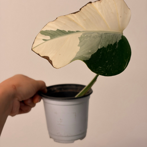 몬스테라 알보 3