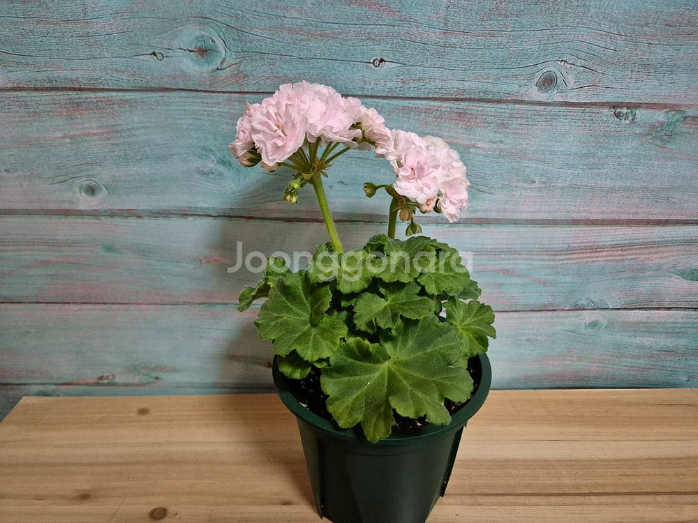 그라찌야 푸드라 제라늄--0