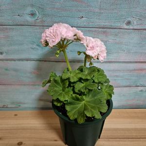 그라찌야 푸드라 제라늄