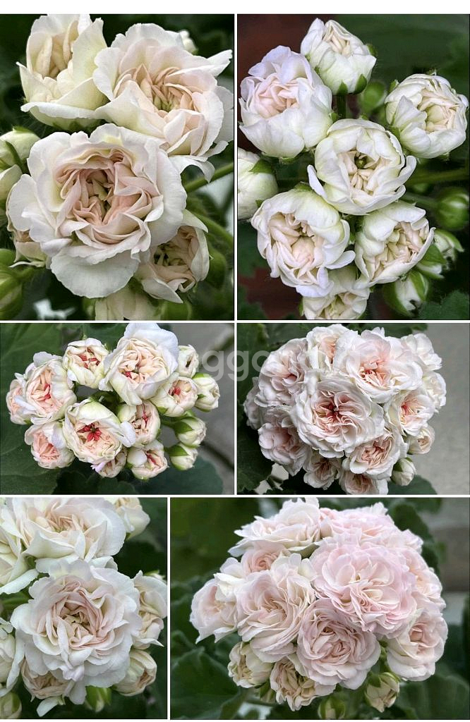 그라찌야 푸드라 제라늄--2