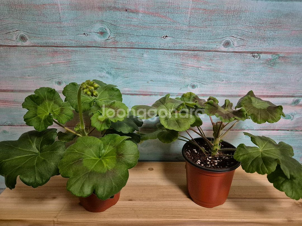 시크릿데이트, 에릭 피닉스왈츠 제라늄 택포--0