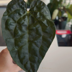 안스리움 크리맥에오스 x 럭스 하이브리드 선별개체