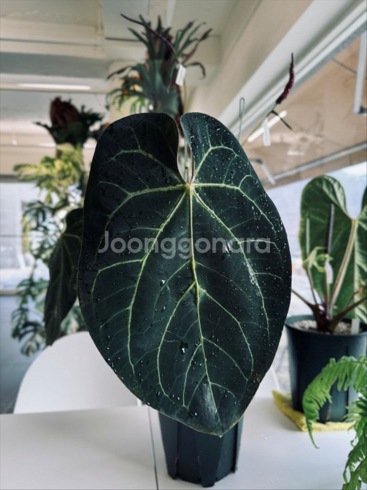 안스리움 크리맥에오스 x 럭스 하이브리드 선별개체--1