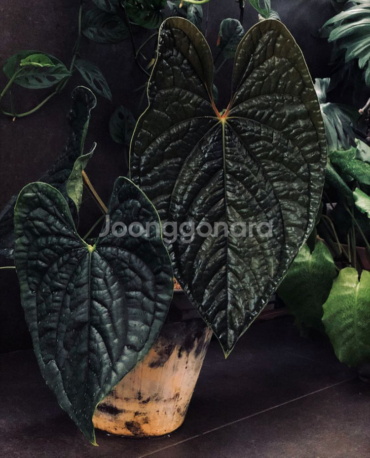 안스리움 크리맥에오스 x 럭스 하이브리드 선별개체--2