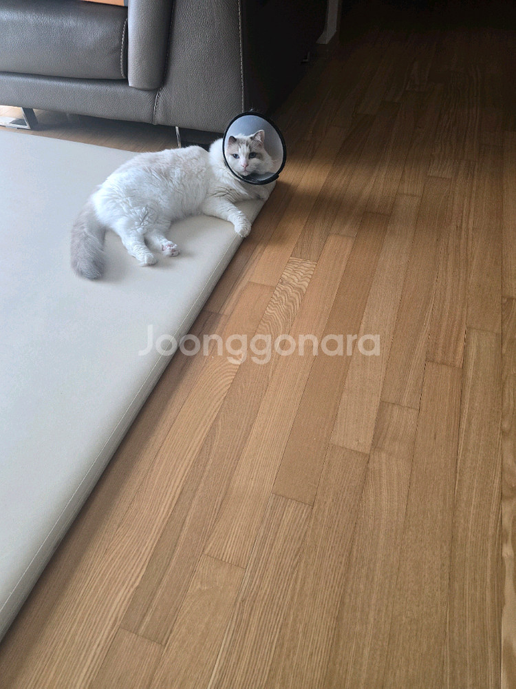 스타벅스. 굽네오리지널 치킨팝니다--0