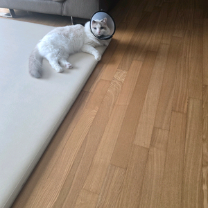 스타벅스. 굽네오리지널 치킨팝니다