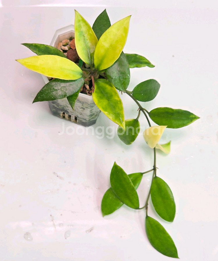 호야 라쿠노사 골드루나 (알로x안스x)--0