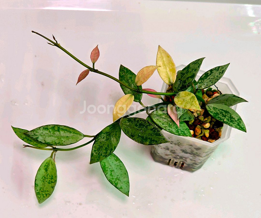 호야 시안주르 마이리틀 리프 (알로x안스x)--0