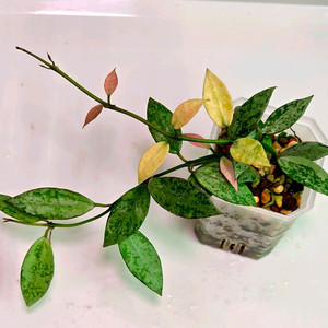 호야 시안주르 마이리틀 리프 (알로x안스x)