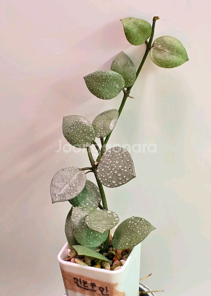 호야 라쿠노사 민트코인(알로x안스x)--0